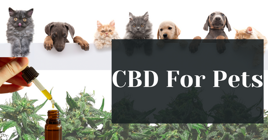 CBD For Pets