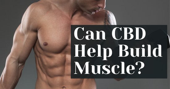 Can CBD Help Build Muscle?