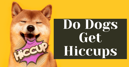 Do Dogs Get Hiccups