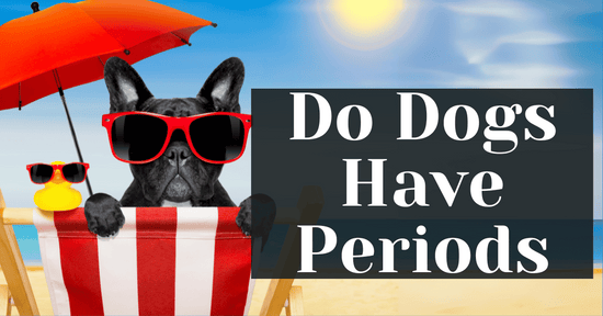 Do Dogs Have Periods