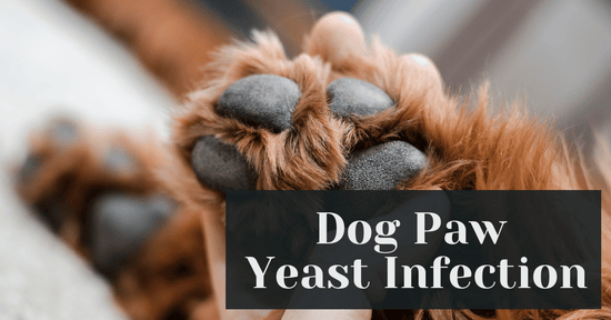 Dog Paw Yeast Infection