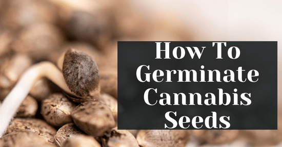 How To Germinate Cannabis Seeds