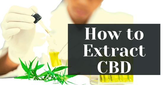 How to Extract CBD