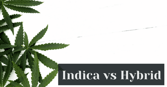 Indica vs Hybrid