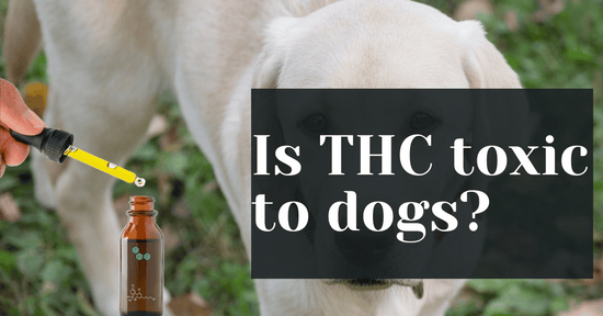 Is THC toxic to dogs?