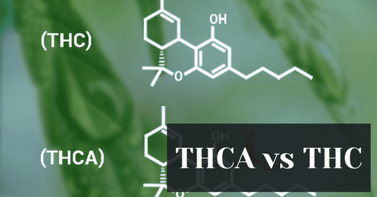 THCA vs THC