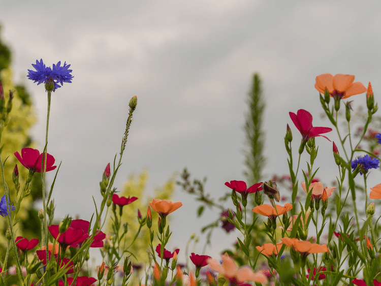 A field of flowers.